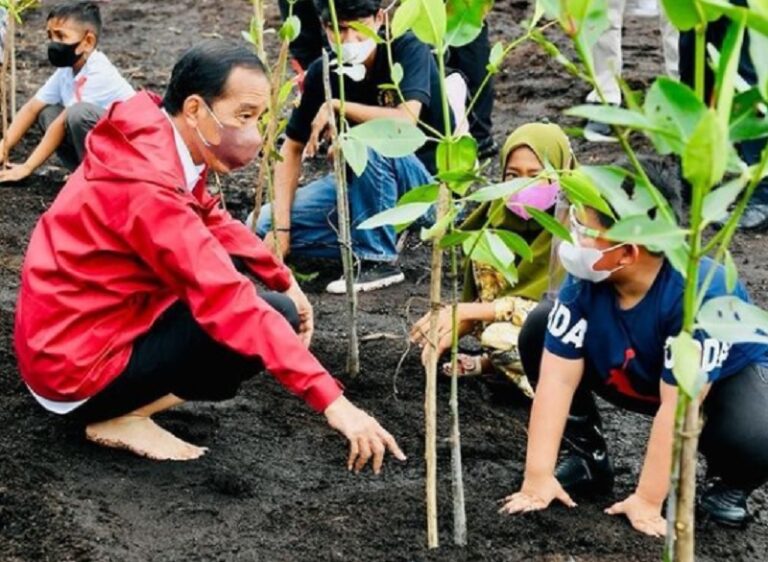 Aksi Jokowi Tanam Pohon Mangrove Tanpa Sepatu Tuai Pujian