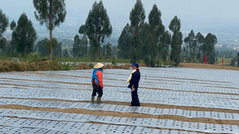 Bupati Wonosobo: Rencana Food Estate Membawa Harapan Memajukan Pertanian