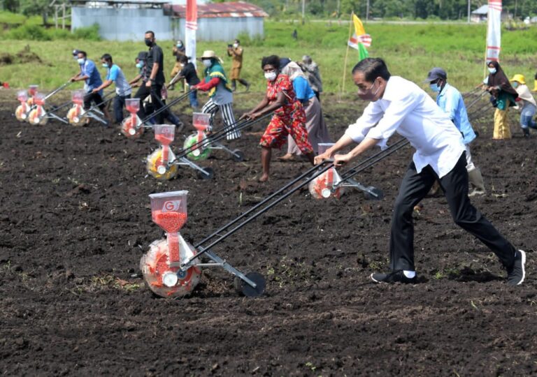 Tanam Jagung di Sorong, Jokowi Ajak Petani Millenial Jadi Motor Penggerak Pertanian