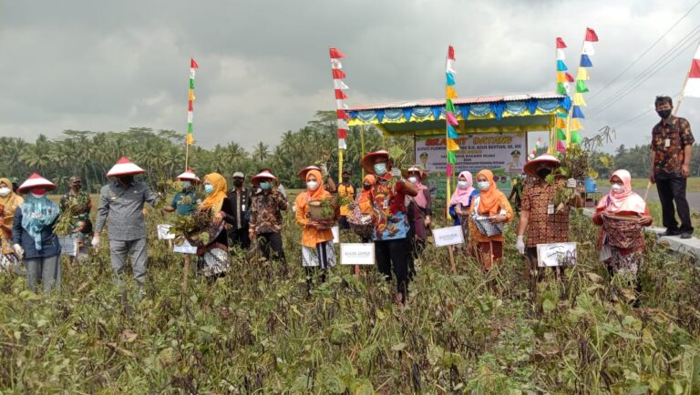 Kementan bersama Bupati Purworejo Panen Korporasi Benih Kacang Hijau