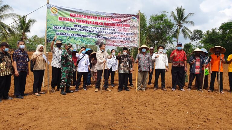 Kementan Gelar Tanam Serempak Kacang Tanah di Kabupaten Banyumas