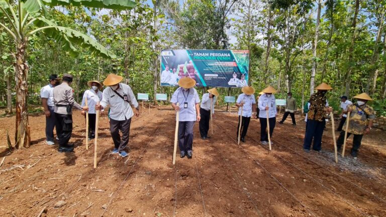 Dukung Kebutuhan Pakan Ternak, Gunung Kidul Siap Pasok Benih Jagung Hibrida
