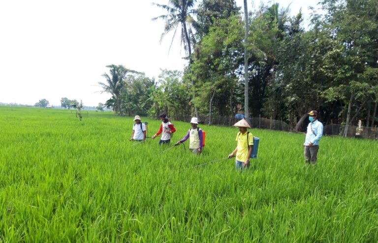 Petani Lampung Panen Program Pemberdayaan dalam Pemasyarakatan PHT (P4)