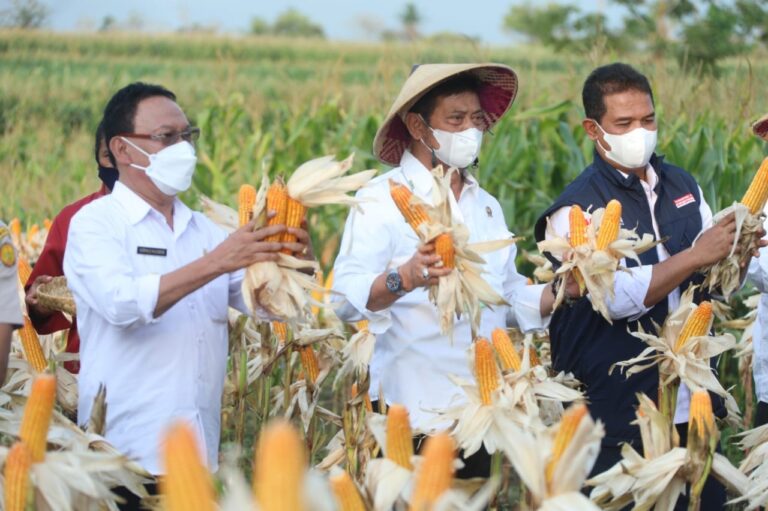 Hadiri Panen Raya Jagung di Kupang, Mentan SYL: Produksinya Harus Digenjot