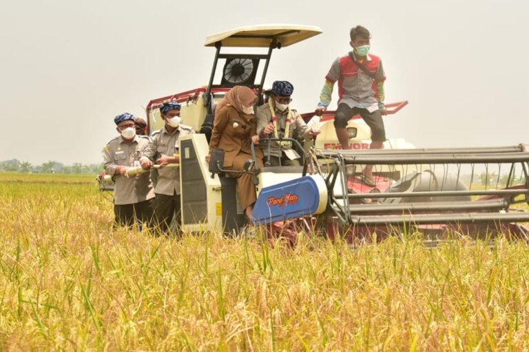 Puncak HPS 41 di Masa Pandemi, Momentum Kementan Buktikan Stok Produksi Pangan Aman