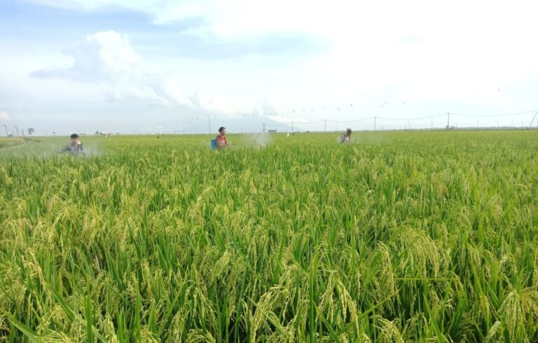 April 2022, BPS Sebut Produksi Padi Akan Meningkat 7,7 Persen