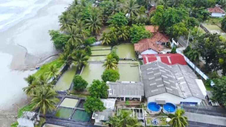 Mengharmoniskan Pengembangan Tambak Udang dan Konservasi Mangrove