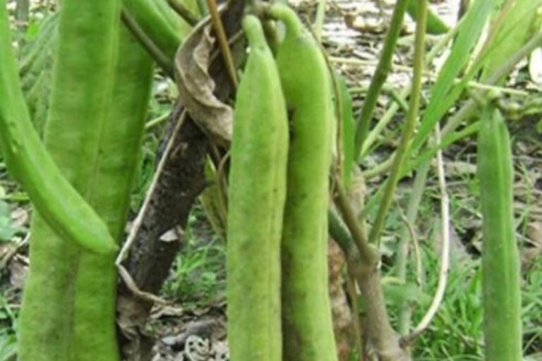 Kementan Dorong Koro Pedang Jadi Idola Baru Komoditas Pangan