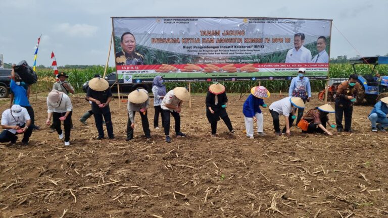 Panen dan tanam jagung di Lampung, DPR apresiasi kinerja Kementan