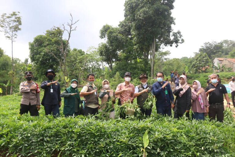 Kementan Panen Ubi Jalar Bibit Unggul Varietas Rancing di Kabupaten Bandung