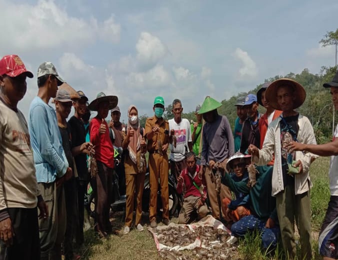 Perangi Hama Tikus, Petani dan Petugas POPT Lakukan Pengendalian di Lampung Selatan