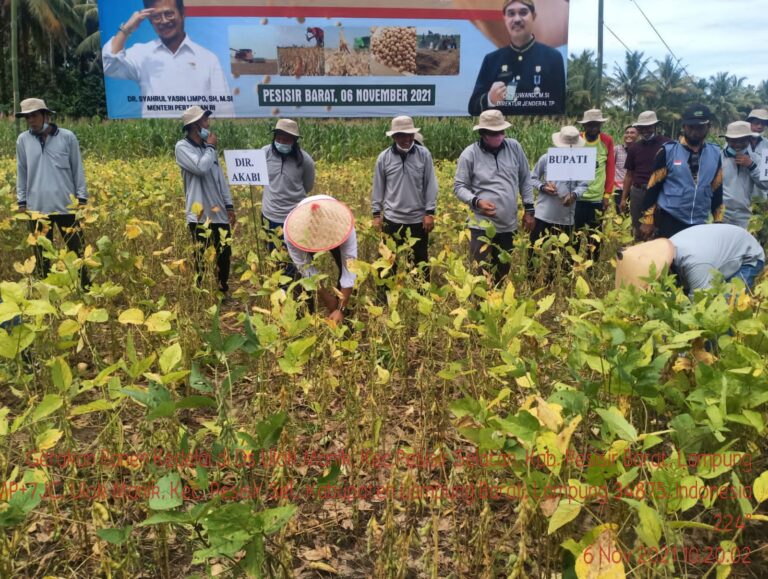 Kementan Bersama Bupati Pesisir Barat Panen Perdana Kedelai