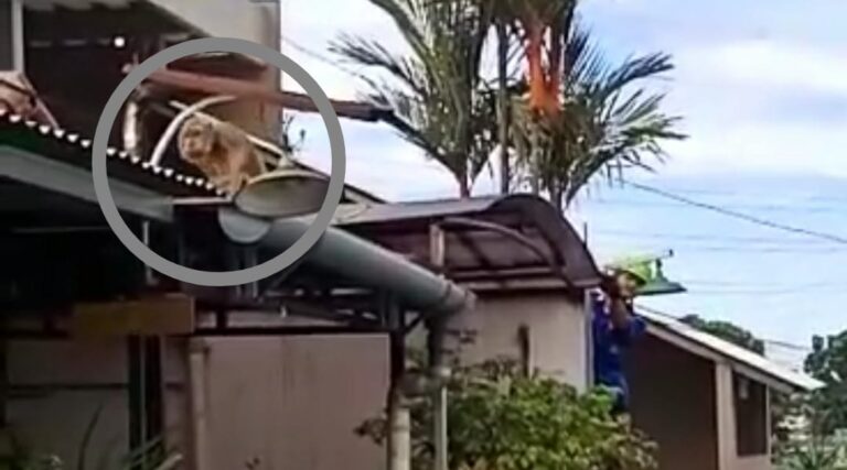 Bikin Heboh, Seekor Monyet Muncul di Pemukiman Warga Depok