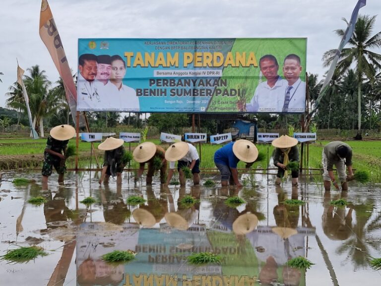 Jelang 2022 Kementan Tanam Padi Varietas unggul baru umur genjah di Kaltim