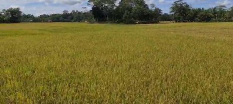 Lahan Terlantar Ditanam Jadi IP300, Petani Pangandaran Sumringah
