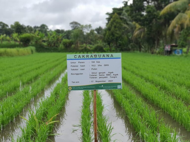 Penuhi Kebutuhan Beras, Kementan Dukung Benih Varietas Genjah