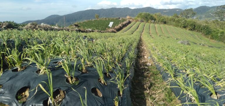 Kementan Dorong Bawang Putih Lokal Masuk Pasar Konsumsi