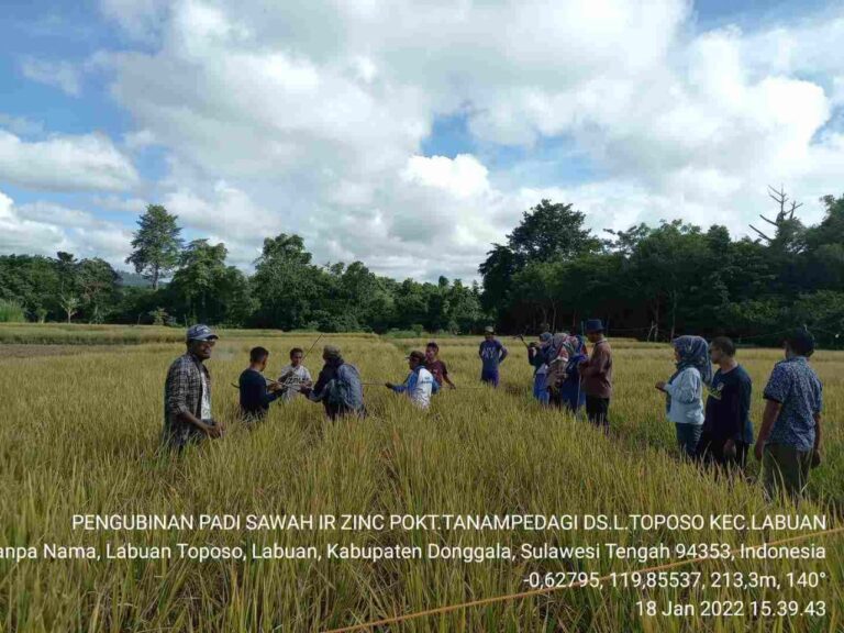 Panen Padi Inpari IR Nutrizinc di Donggala, Berasnya Sudah Dipesan Kades