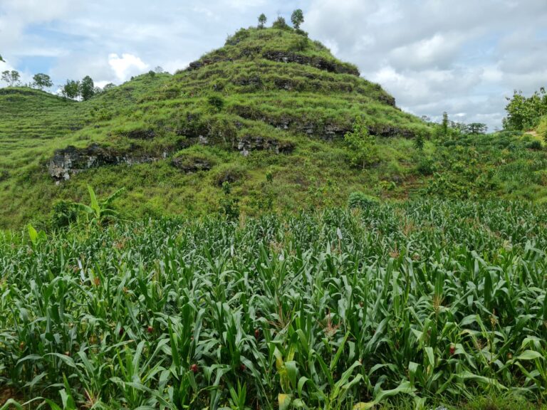 Kementan Dukung Petani Gunung Kidul Produksi benih Jagung Hibrida Sendiri