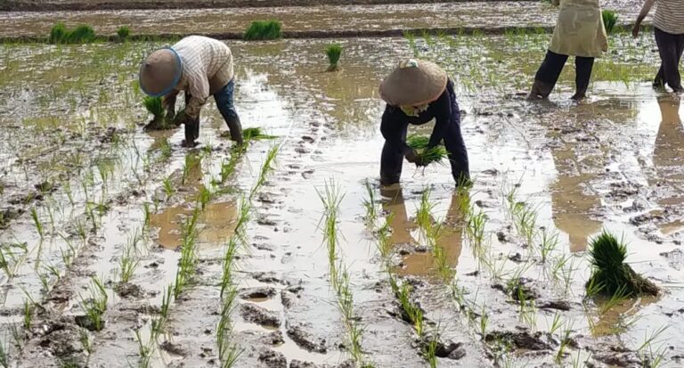 Lampung Siap Genjot Pertanaman Jadi 4 Kali Setahun dan Mitigasi Dampak Perubahan Iklim