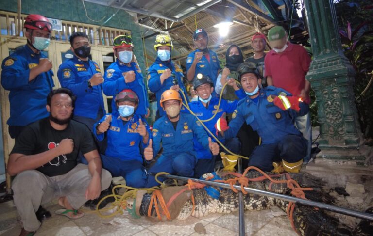 Sempat Teror Warga, Buaya 3 Meter Lebih Diamankan Damkar Depok