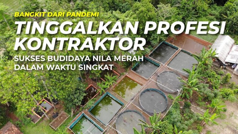 Budidaya Nila Merah Sistem Bioflok; Panen Cepat, Untung Berlipat