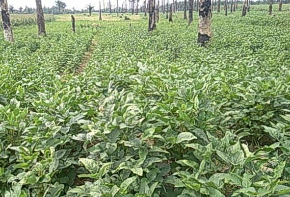 Komisi IV DPR RI Apresiasi Klinik Agro Ekspor di Karantina Pertanian Medan