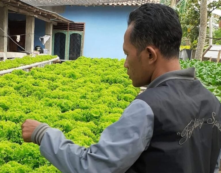 Petani: Pertanian Organik Mahal Di Awal, Selanjutnya Murah, Untung Besar
