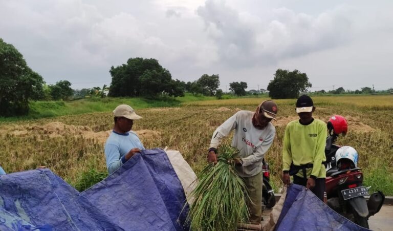 Panen Budidaya Tanaman Sehat: Hasil Melimpah dari Padi yang Sehat