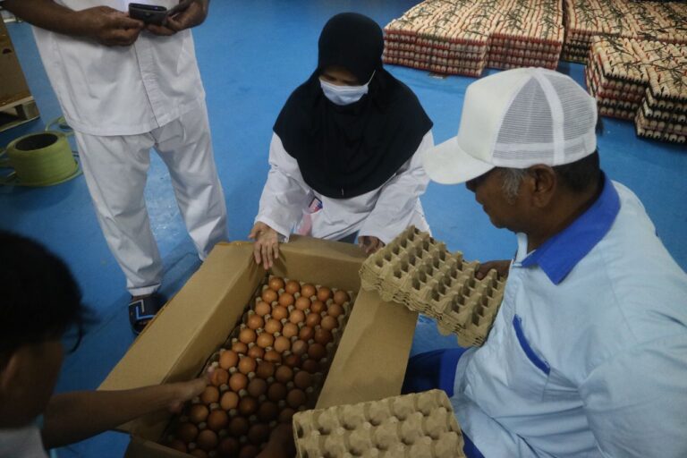 Indonesia Kembali Ekspor Telur Tetas Ayam ke Myanmar