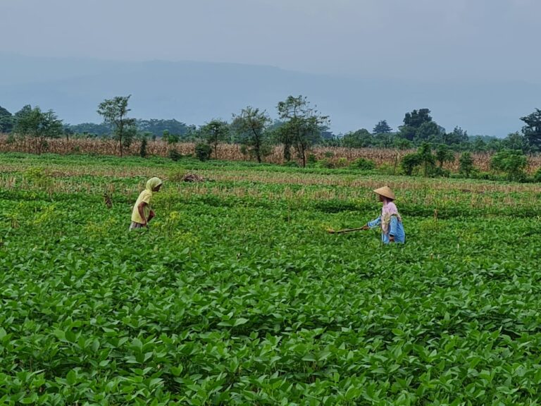 Para Penangkar Benih Jateng dan Jatim Optimis Bisa Penuhi Produksi Kedelai Lokal