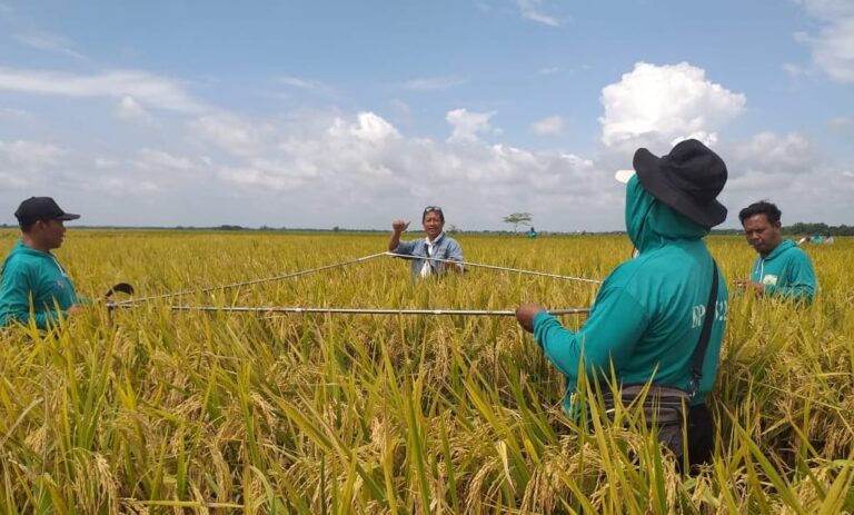 Stabilkan Harga Gabah Masa Panen Raya, Kementan Terapkan Sistem Resi Gudang