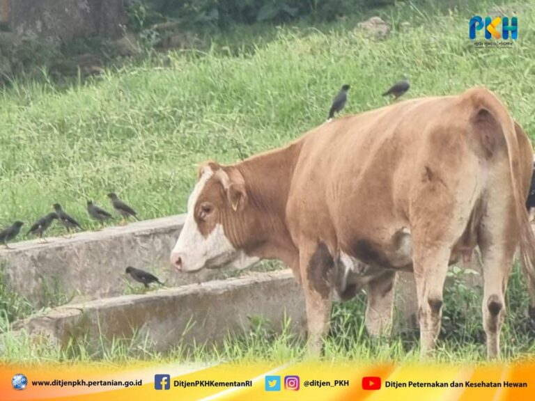 Mengintip Cara ‘Unik’ UPT Kementan Berantas Parasit di Tubuh Sapi