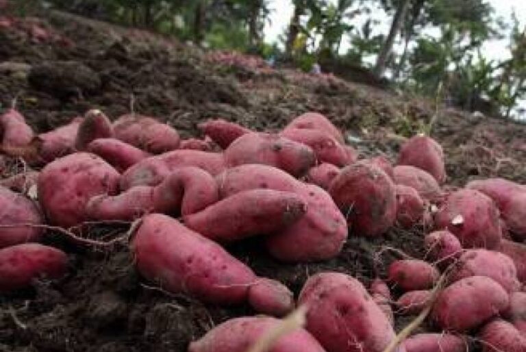 Segudang Khasiat Ubi Jalar Bagi Kesehatan Tubuh