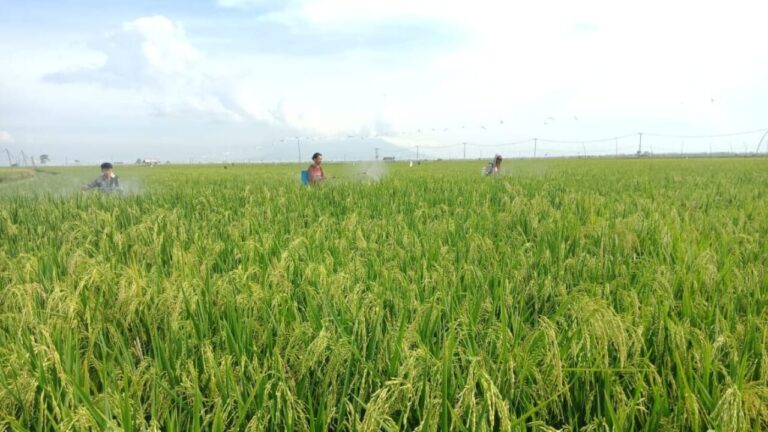 Strategi Kementan Tingkatkan Produksi Lewat Budidaya Padi Ramah Lingkungan