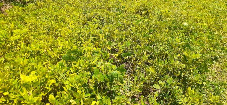 Kementan Lakukan Panen Raya Kacang Tanah di Cianjur