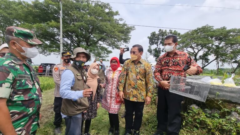 Kunjungi Sragen, Kementan dan Komisi IV DPR Pacu Pengendalian Tikus