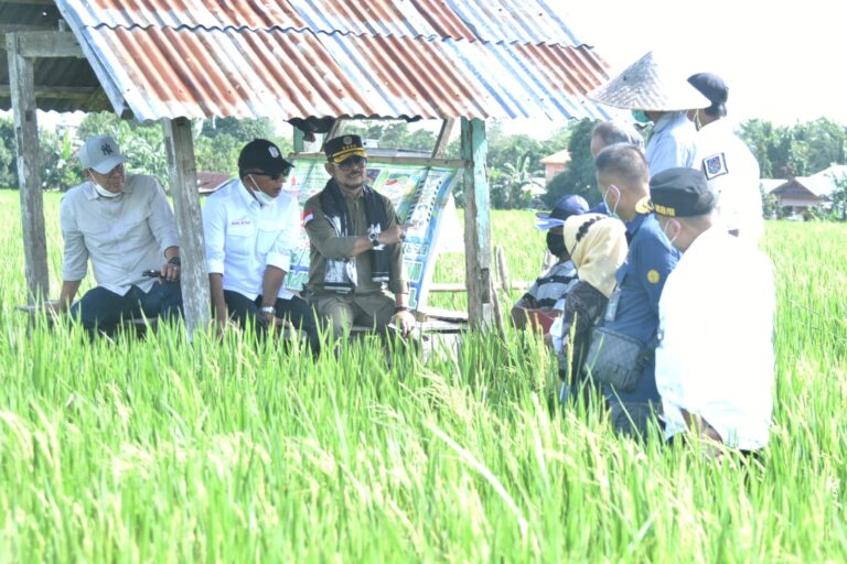 Mentan SYL Dorong Bulukumba Budidayakan Padi IP400
