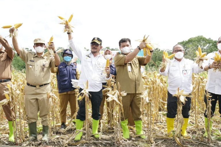 Usai Tanam, Mentan SYL Panen Jagung Perdana di Kawasan Pertanian Terpadu Wajo