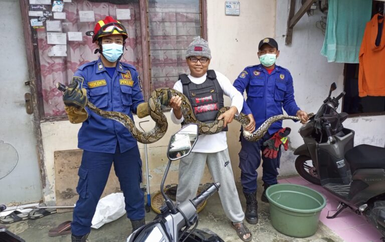 Sempat Bikin Panik, Dua Ekor Ular Piton Diamankan Damkar Depok