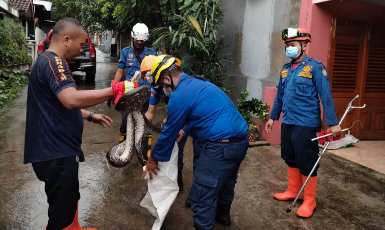 Lagi, Damkar Depok Amankan Dua Ekor Ular Piton, Panjangnya Empat Meter