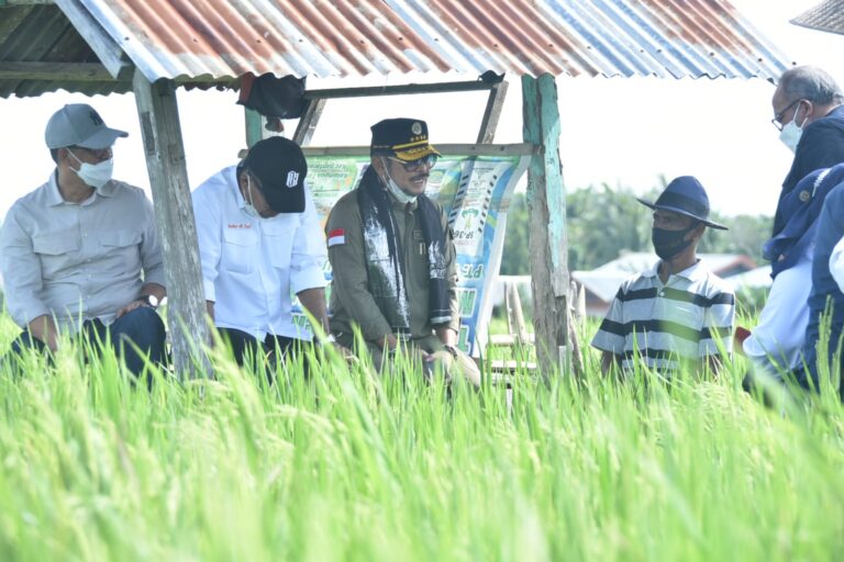 BPS: Pertanian bersama 3 Sektor Utama Lainnya berkontribusi PDB Triwulan 4-2021
