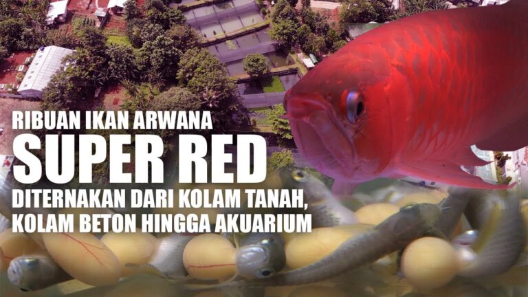 Tahapan Budidaya dan Cara Mengembangbiakan Ikan Arwana