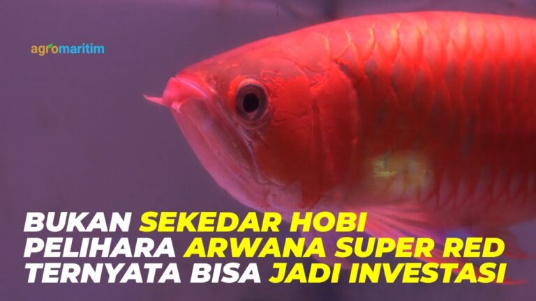 Usaha Budidaya dan Cara Merawat Arwana Super Red