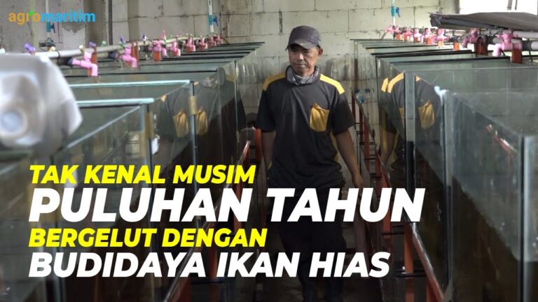 Tips dan Trik Budidaya Ikan Hias; Modal Kecil, Untung Besar