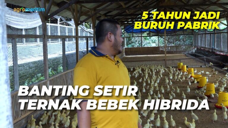 Untung Besar Ternak Bebek Pedaging; Panen Cepat, Harga Stabil ‼️