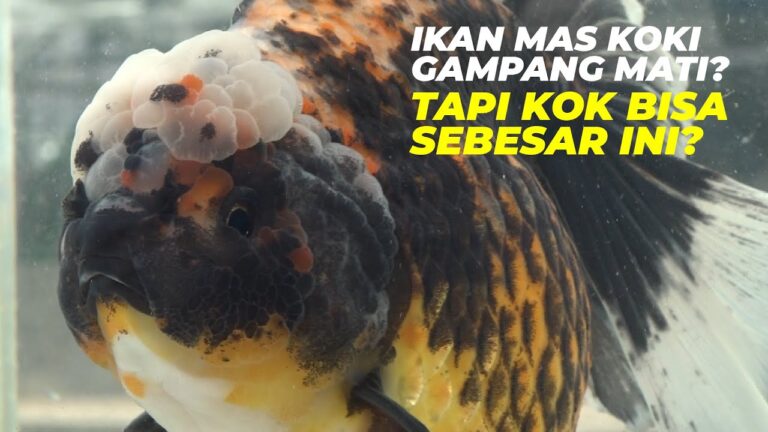 Tip Pemeliharaan dan Cara Budidaya Ikan Mas Koki