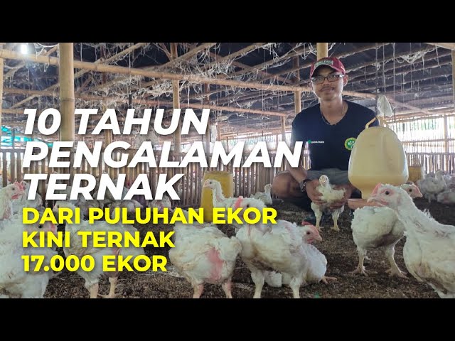 Banyak yg Bangkrut, Ini Caranya Ternak Ayam Broiler Bisa Untung