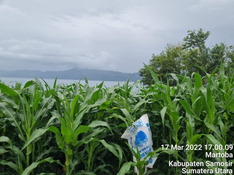 Pertanaman Jagung di Sumatera Utara Merata