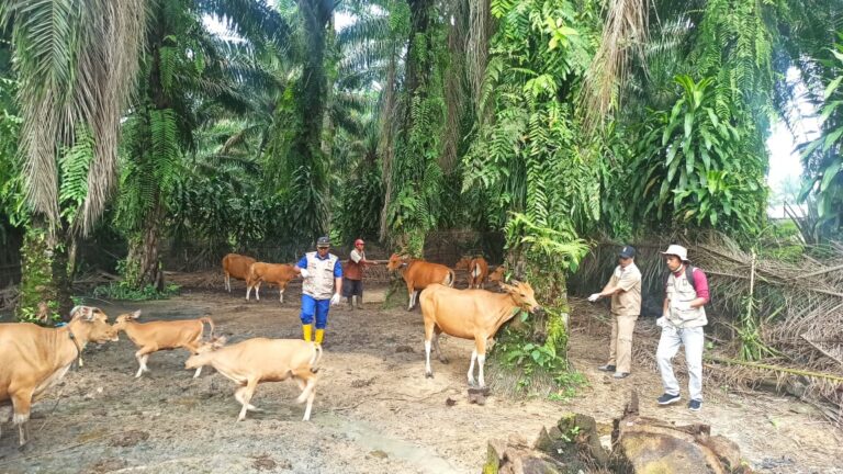 Cegah Meluasnya LSD, Kementan Vaksinasi Sapi-sapi di Riau